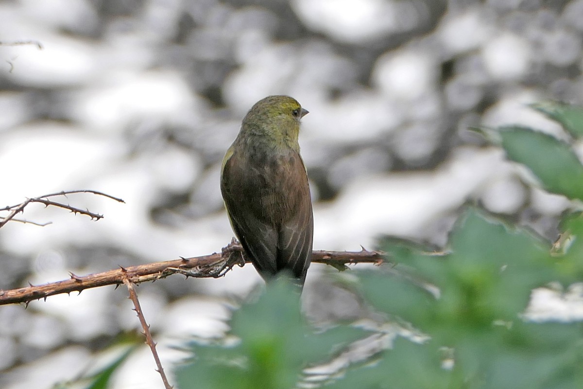 Cape Siskin - ML180156981