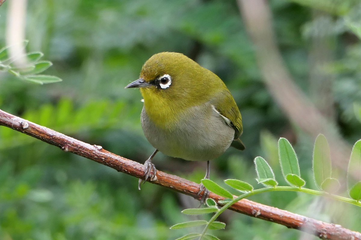 Cape White-eye - Ray Turnbull