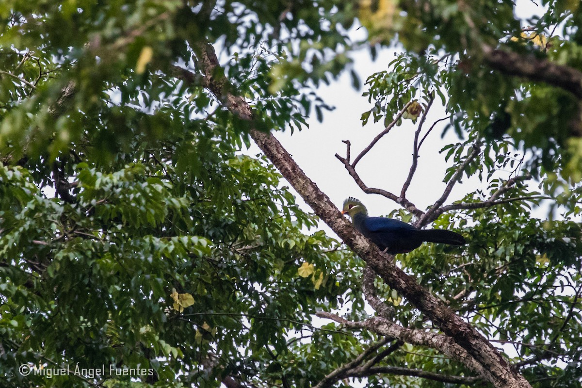 Turaco Piquigualdo - ML180157311