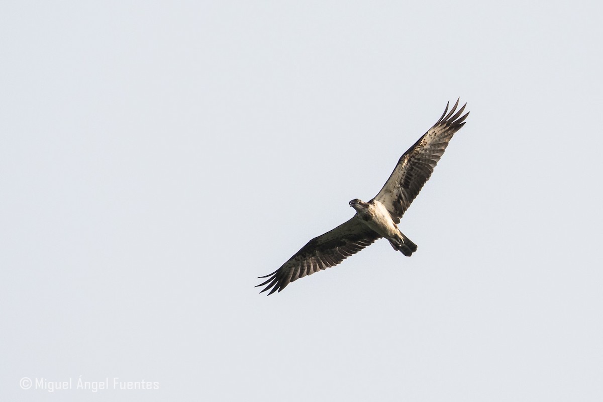 Águila Pescadora - ML180157321