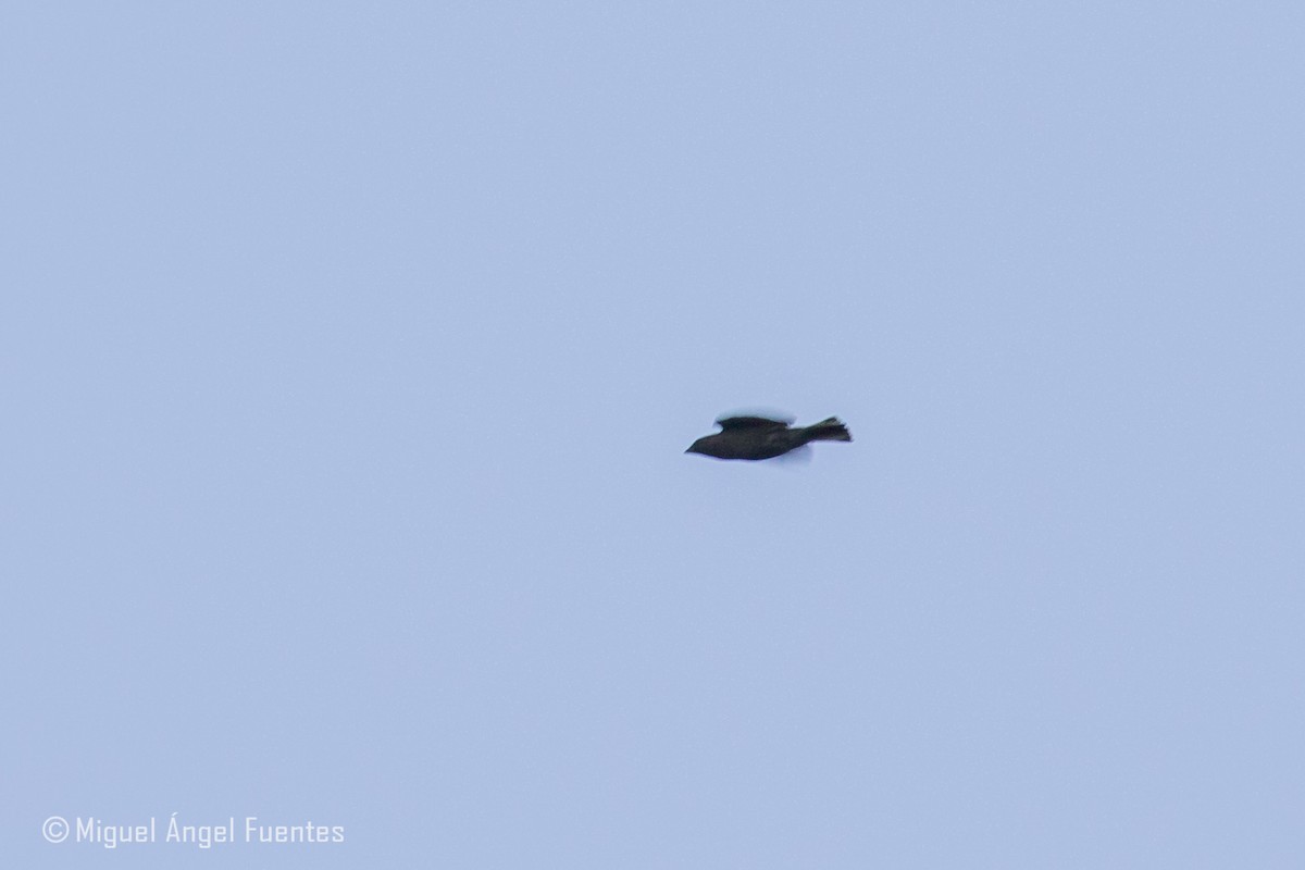 Zenker's Honeyguide - ML180157441