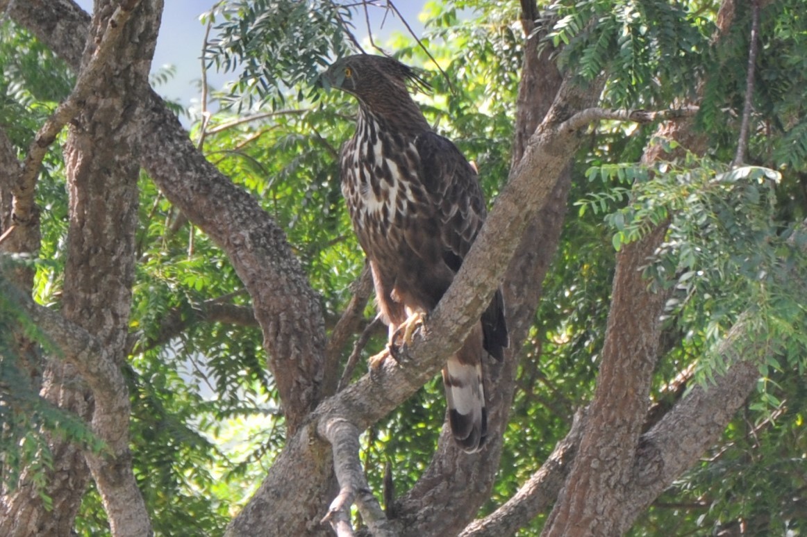 Aigle huppé - ML180157611