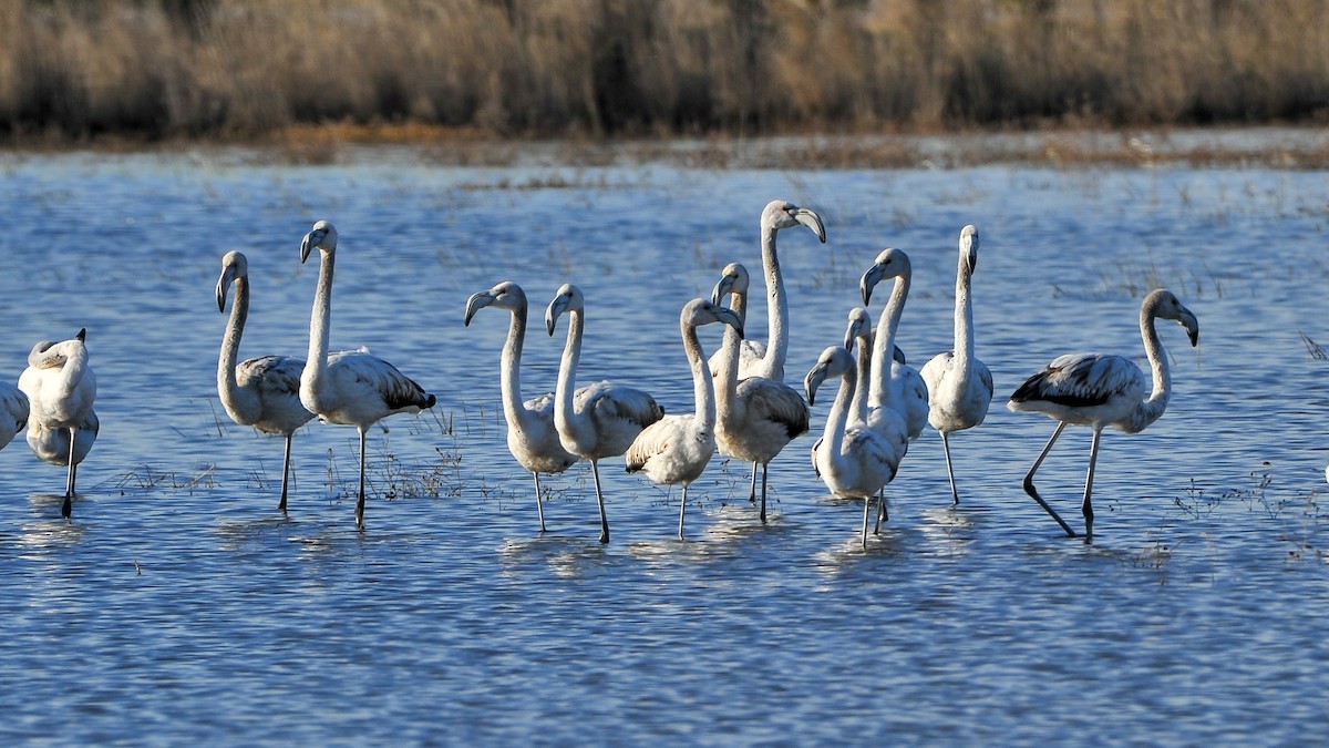 Greater Flamingo - ML180158701