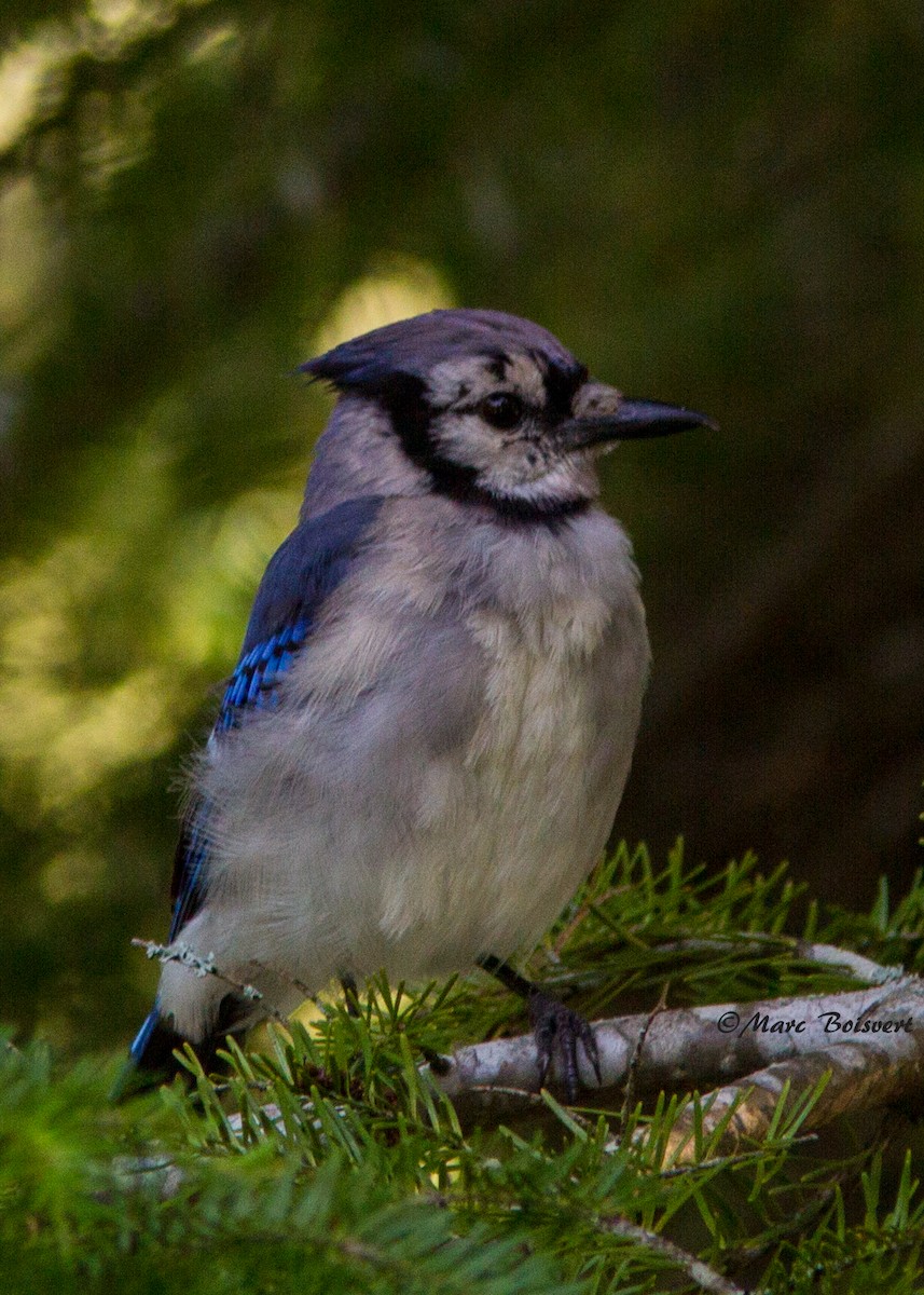 Blue Jay - ML180160451