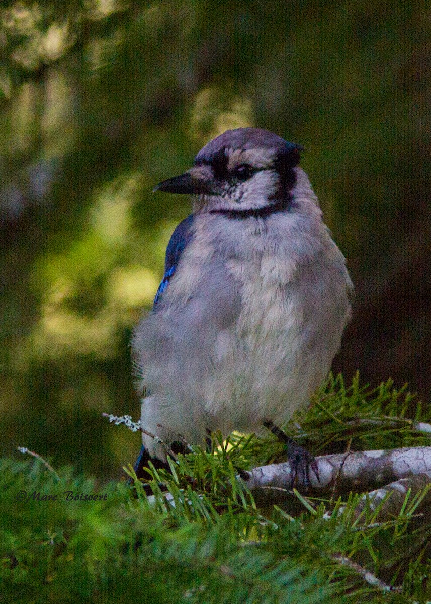 Blue Jay - Marc Boisvert