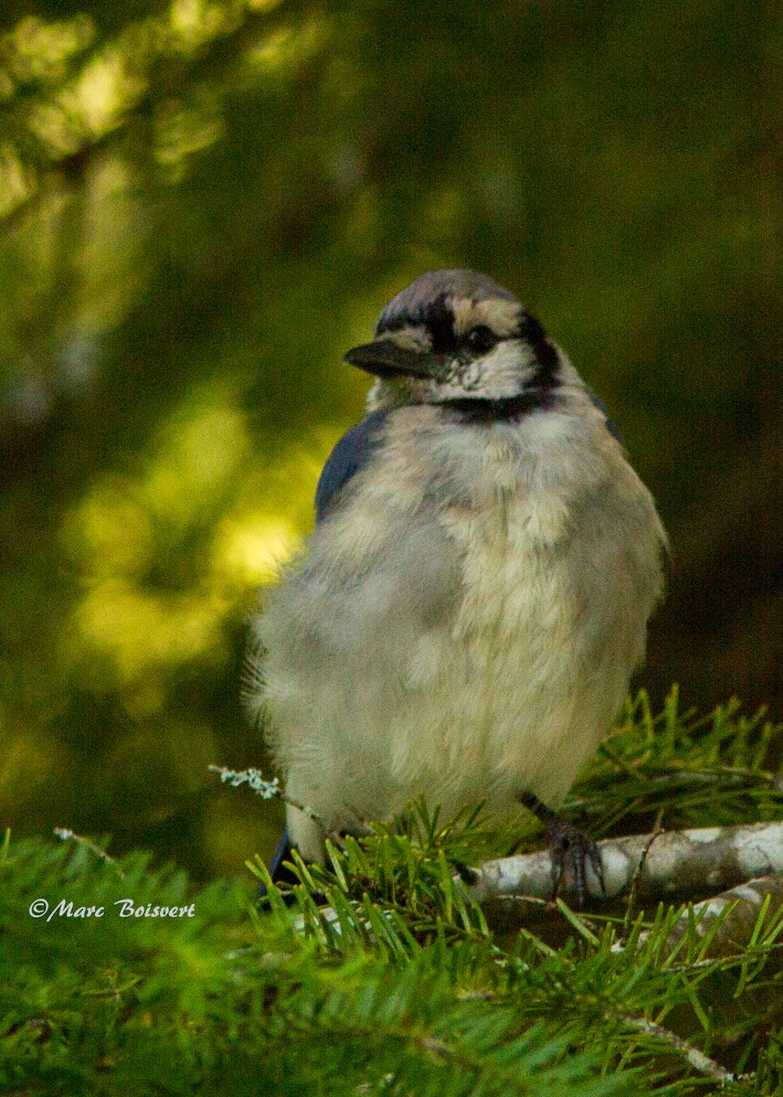 Blue Jay - ML180160471