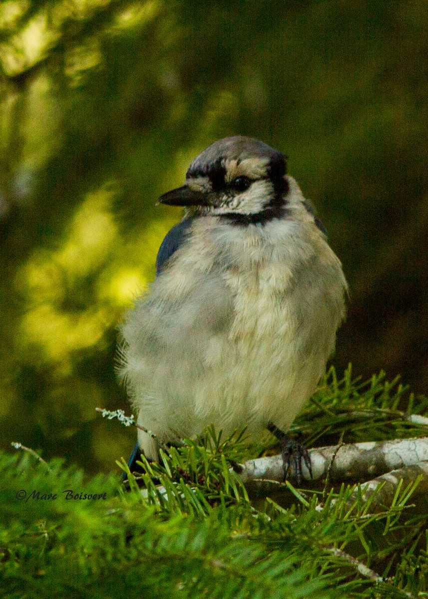 Blue Jay - ML180160481