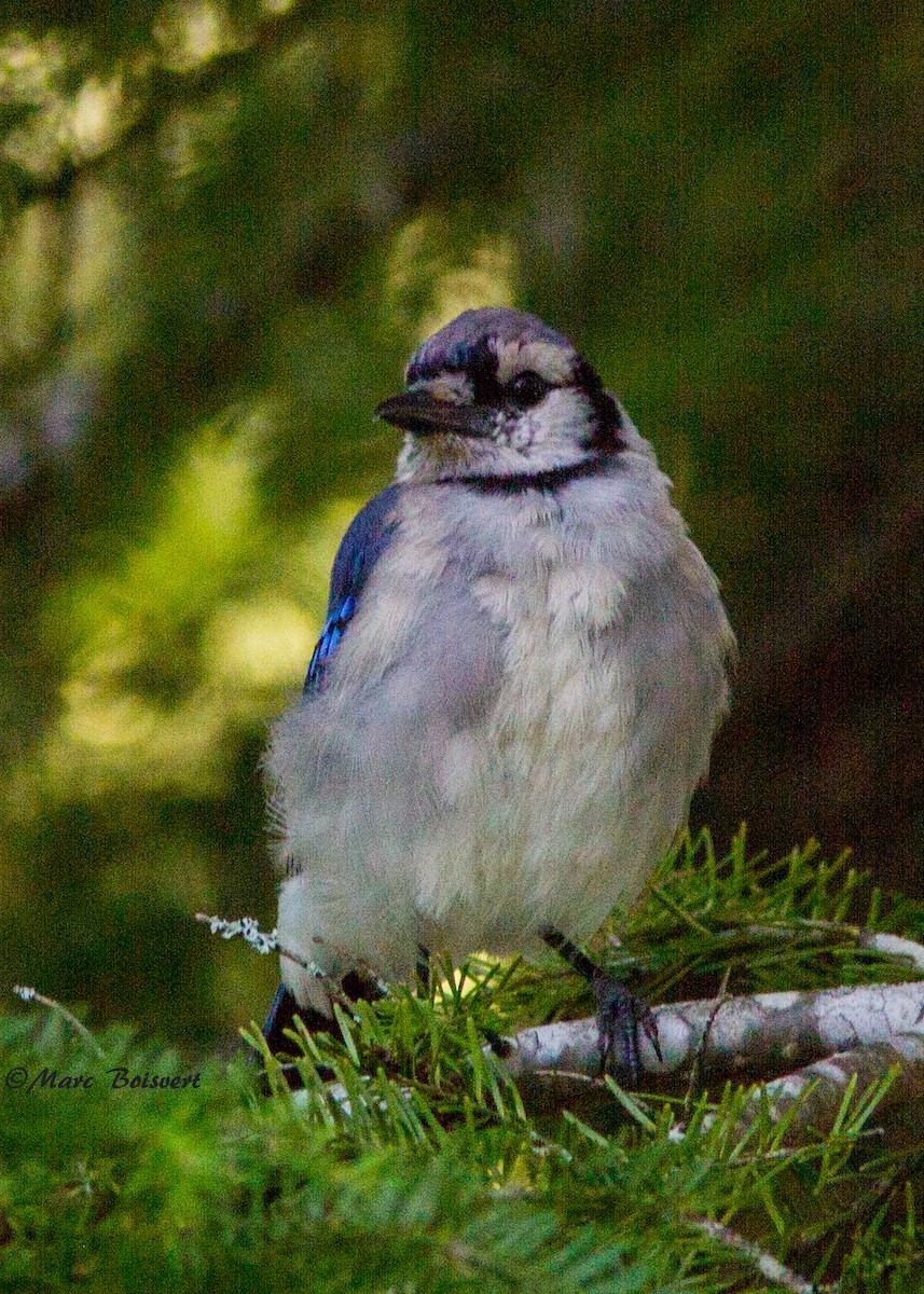 Blue Jay - ML180160491