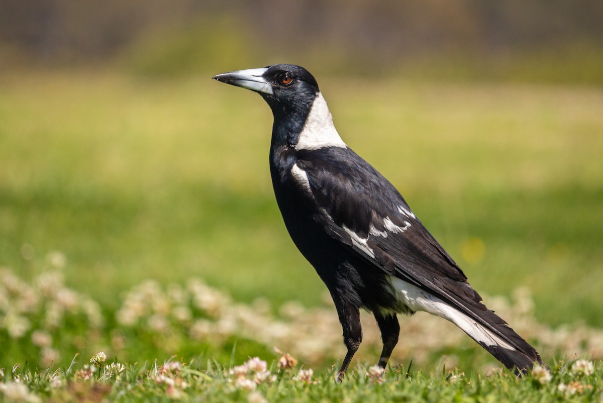 Australian Magpie - Kent Warner