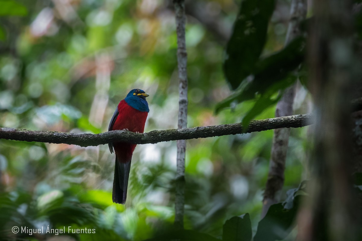Bare-cheeked Trogon - Miguel Angel Fuentes Rosúa