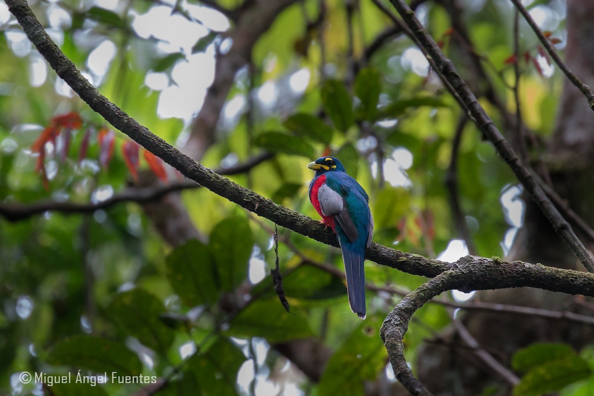 Bare-cheeked Trogon - ML180164901