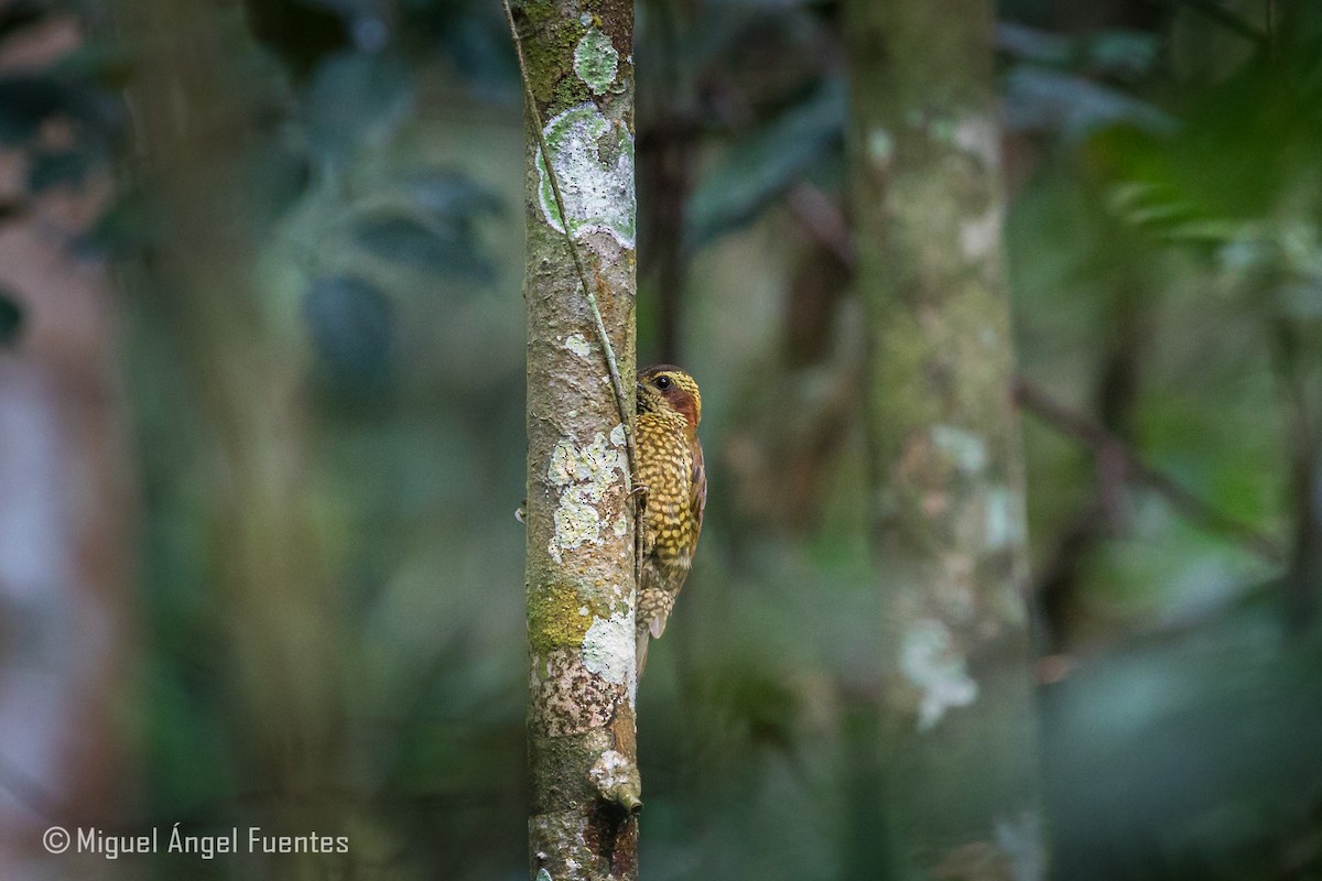 Brown-eared Woodpecker - ML180165051