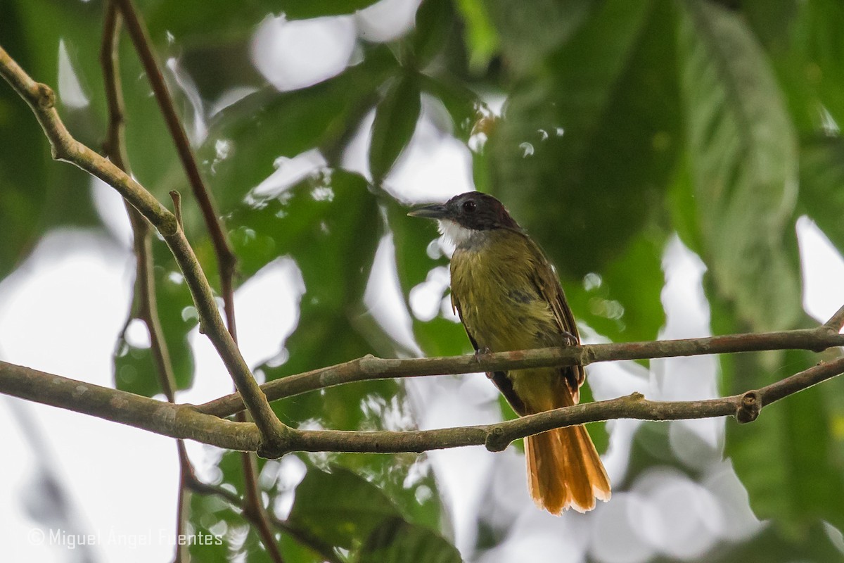 Red-tailed Greenbul - Miguel Angel Fuentes Rosúa