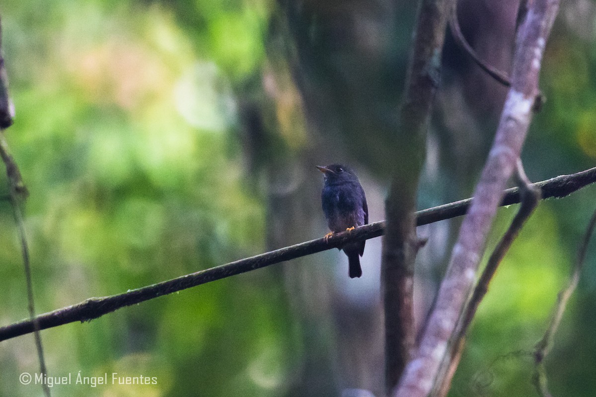 Yellow-footed Flycatcher - ML180165161