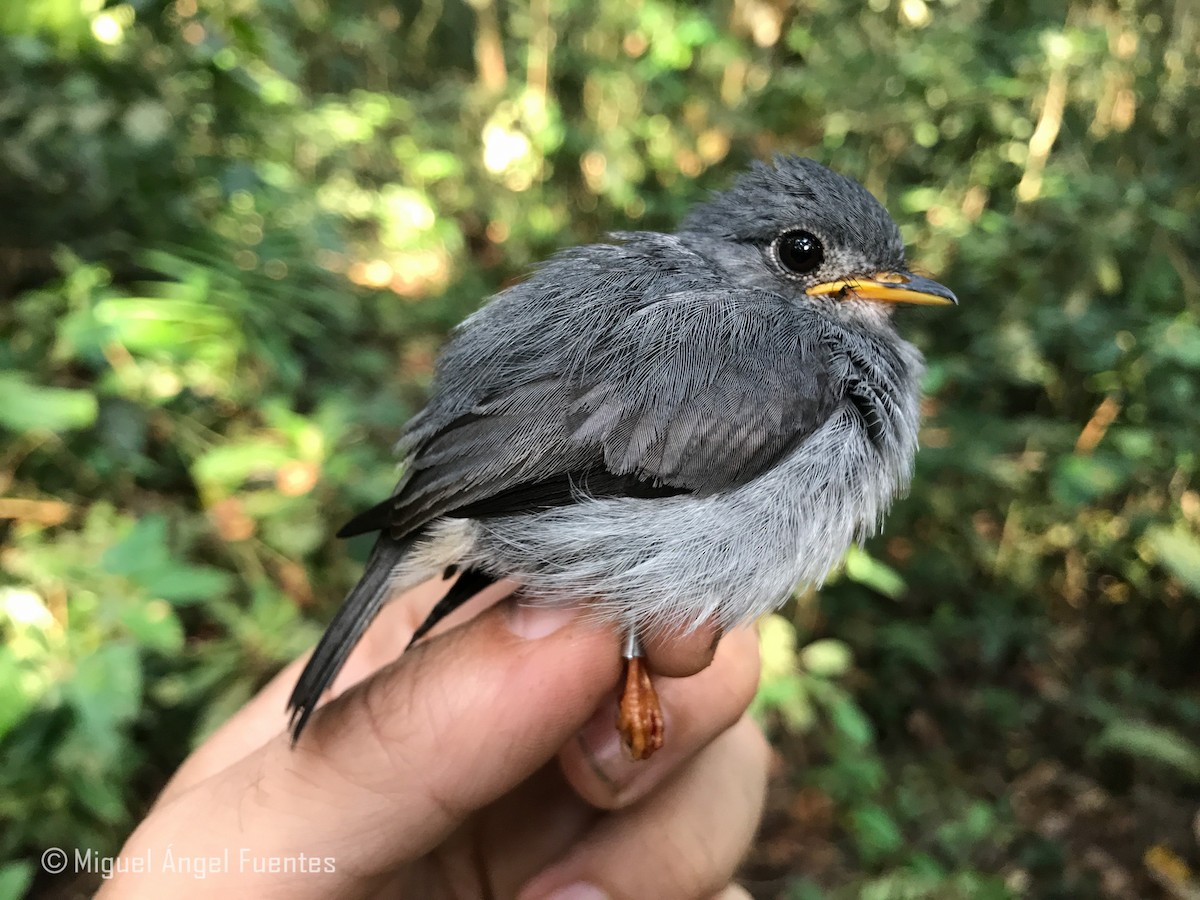 Yellow-footed Flycatcher - ML180165171