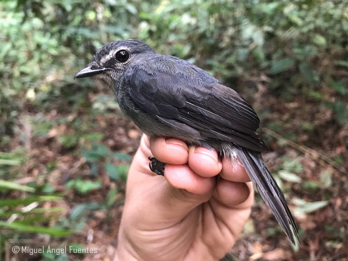 Dusky-blue Flycatcher - ML180165251