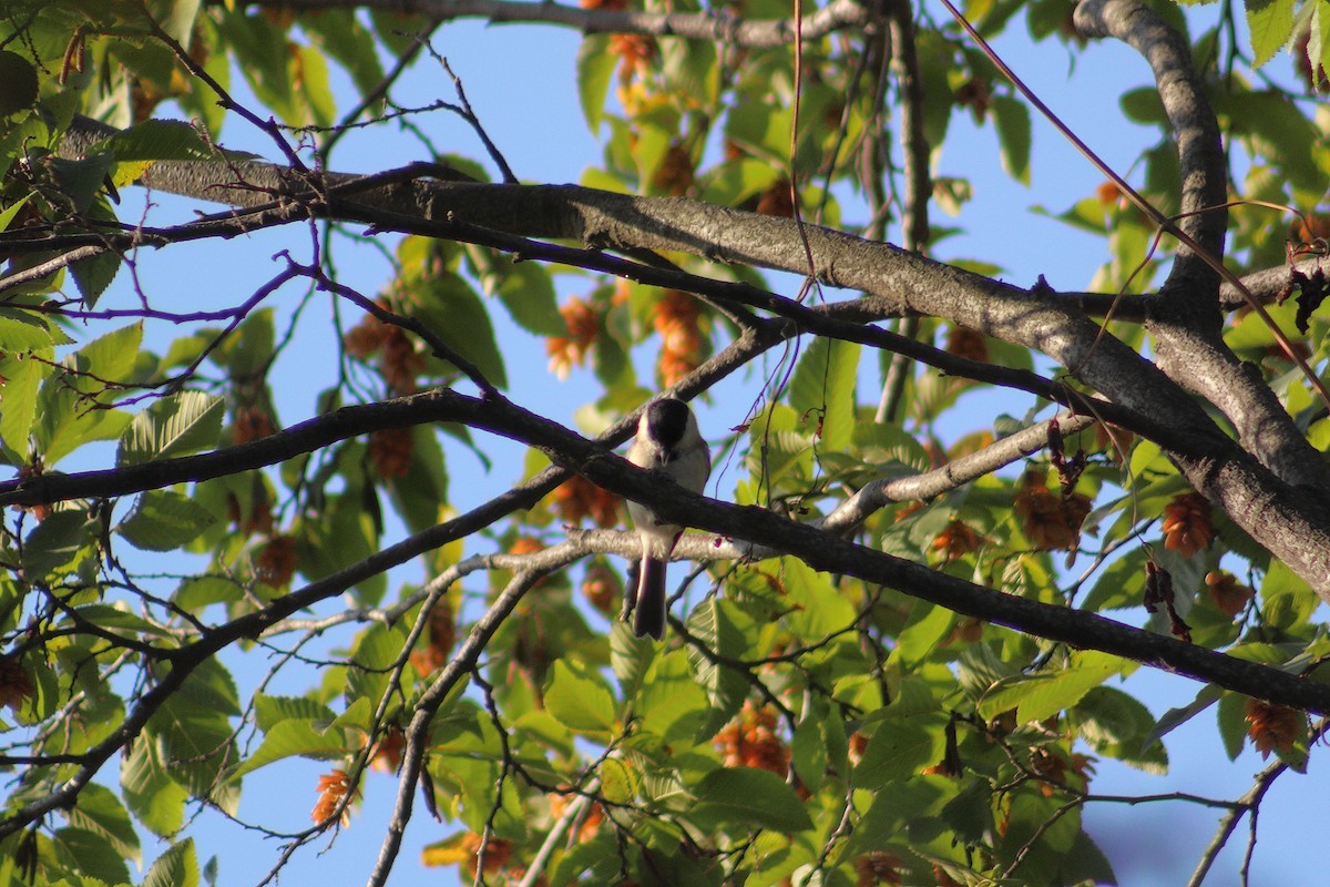 Marsh Tit - ML180167431