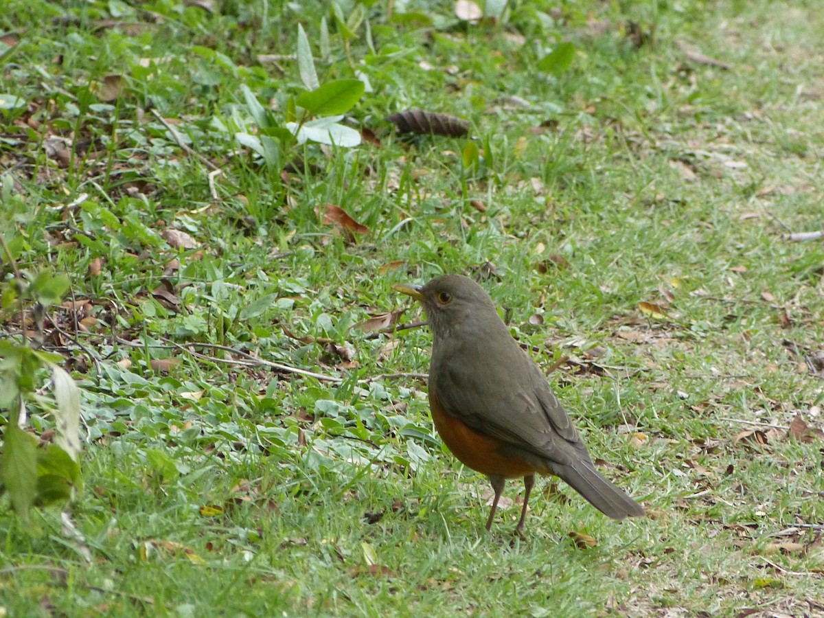 Rufous-bellied Thrush - ML180167441