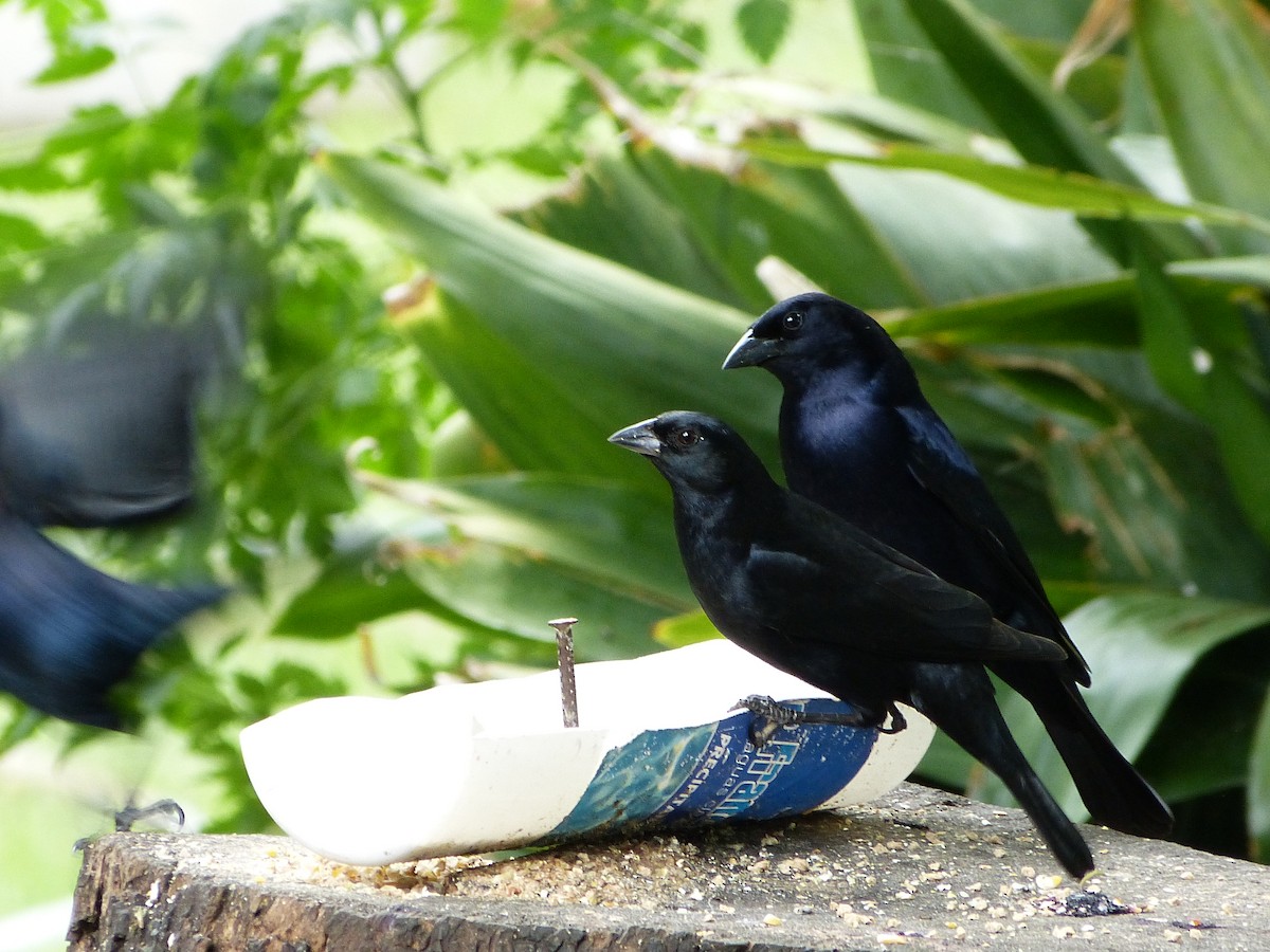 Shiny Cowbird - Ignacio Dovis