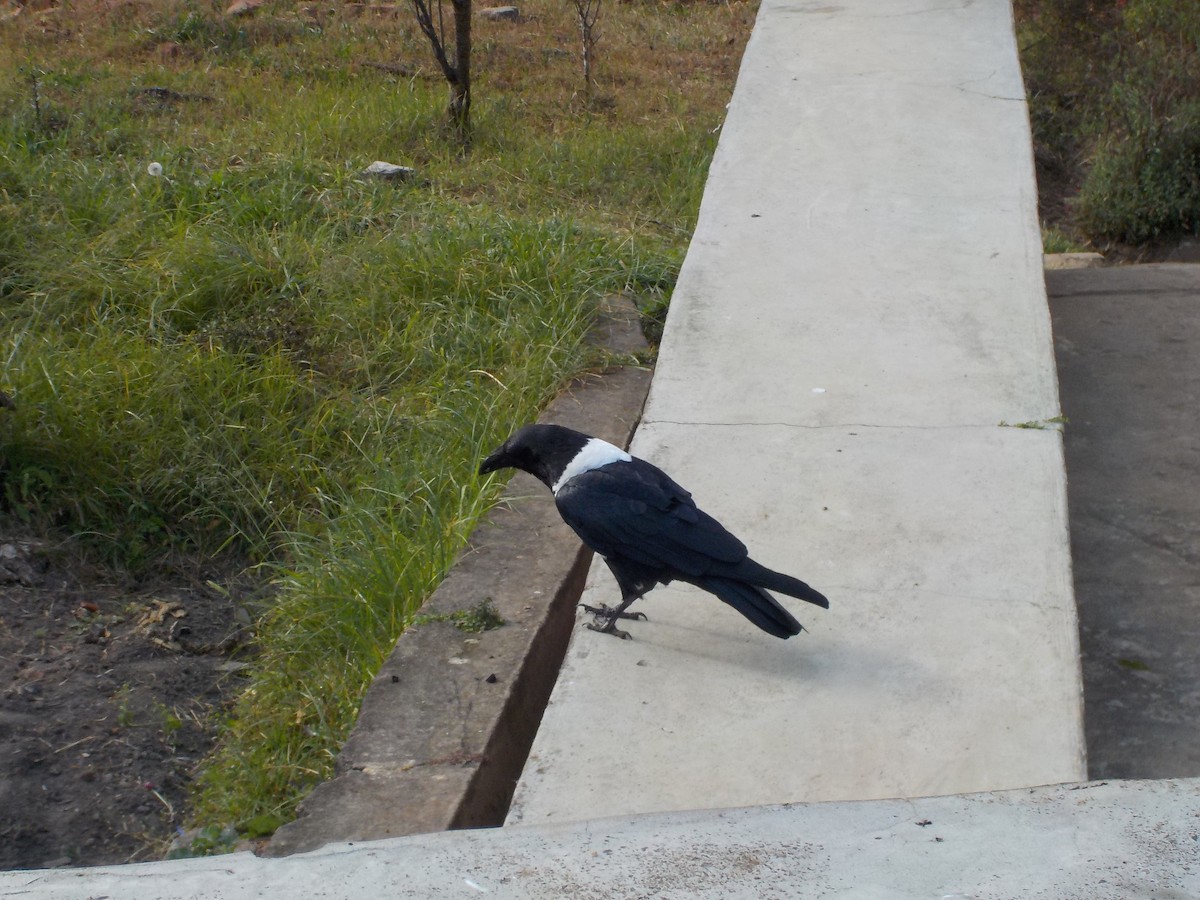 Pied Crow - ML180168571