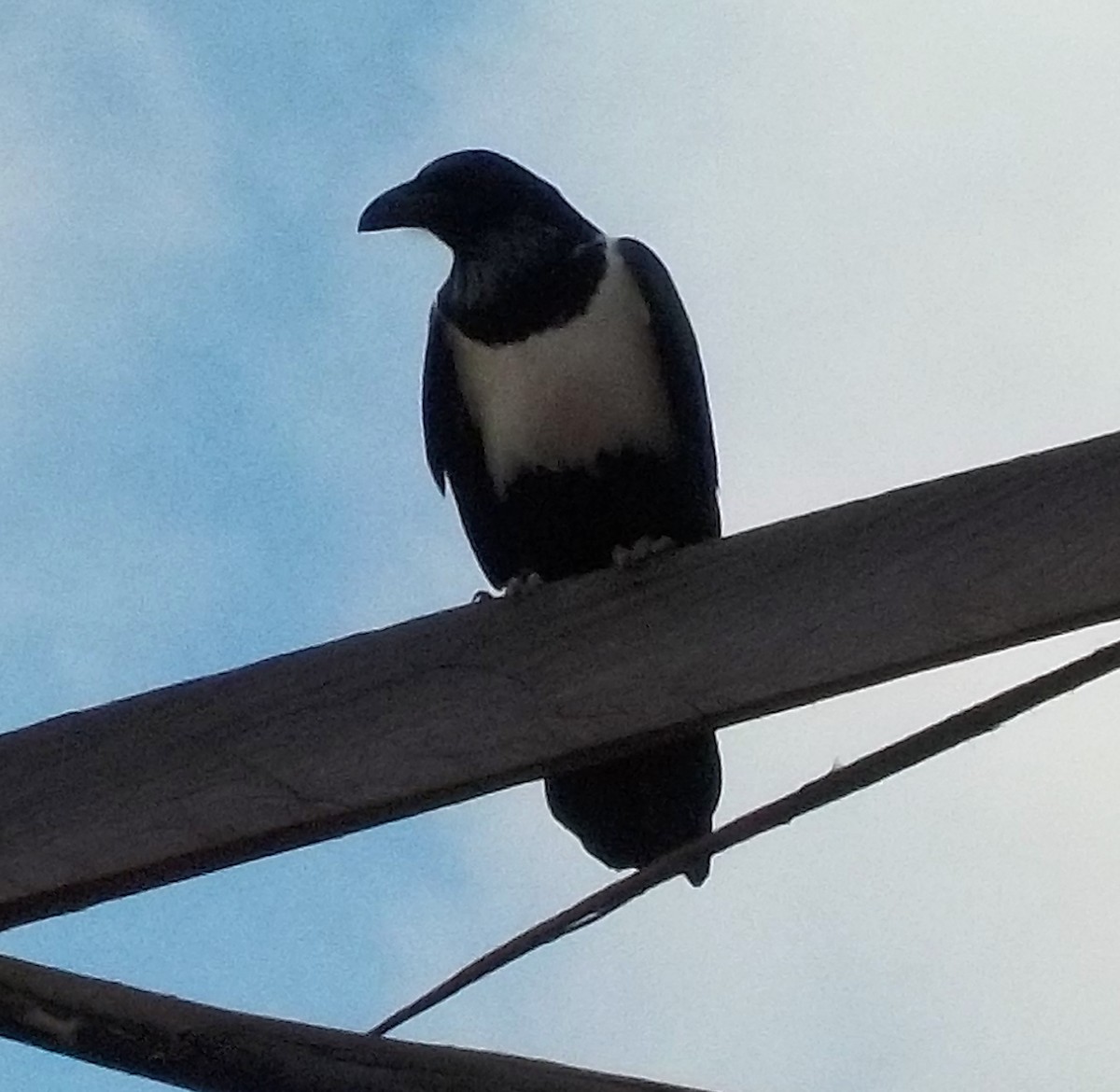 Pied Crow - ML180168601