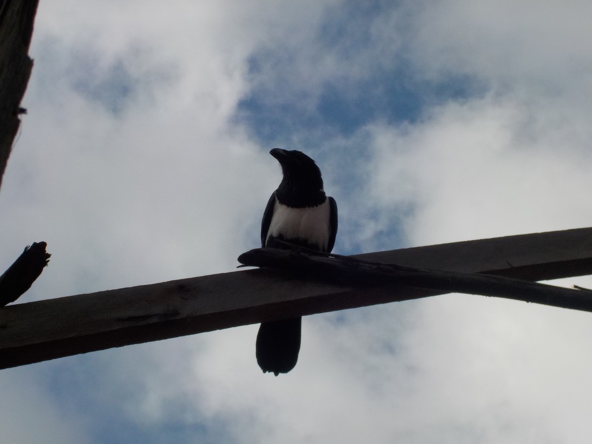 Pied Crow - ML180168631