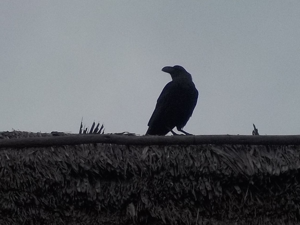 Corbeau à nuque blanche - ML180168651