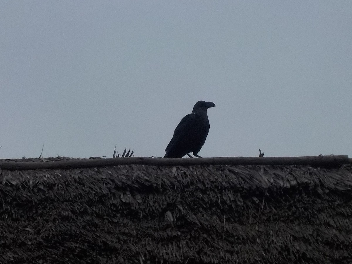 Corbeau à nuque blanche - ML180168661