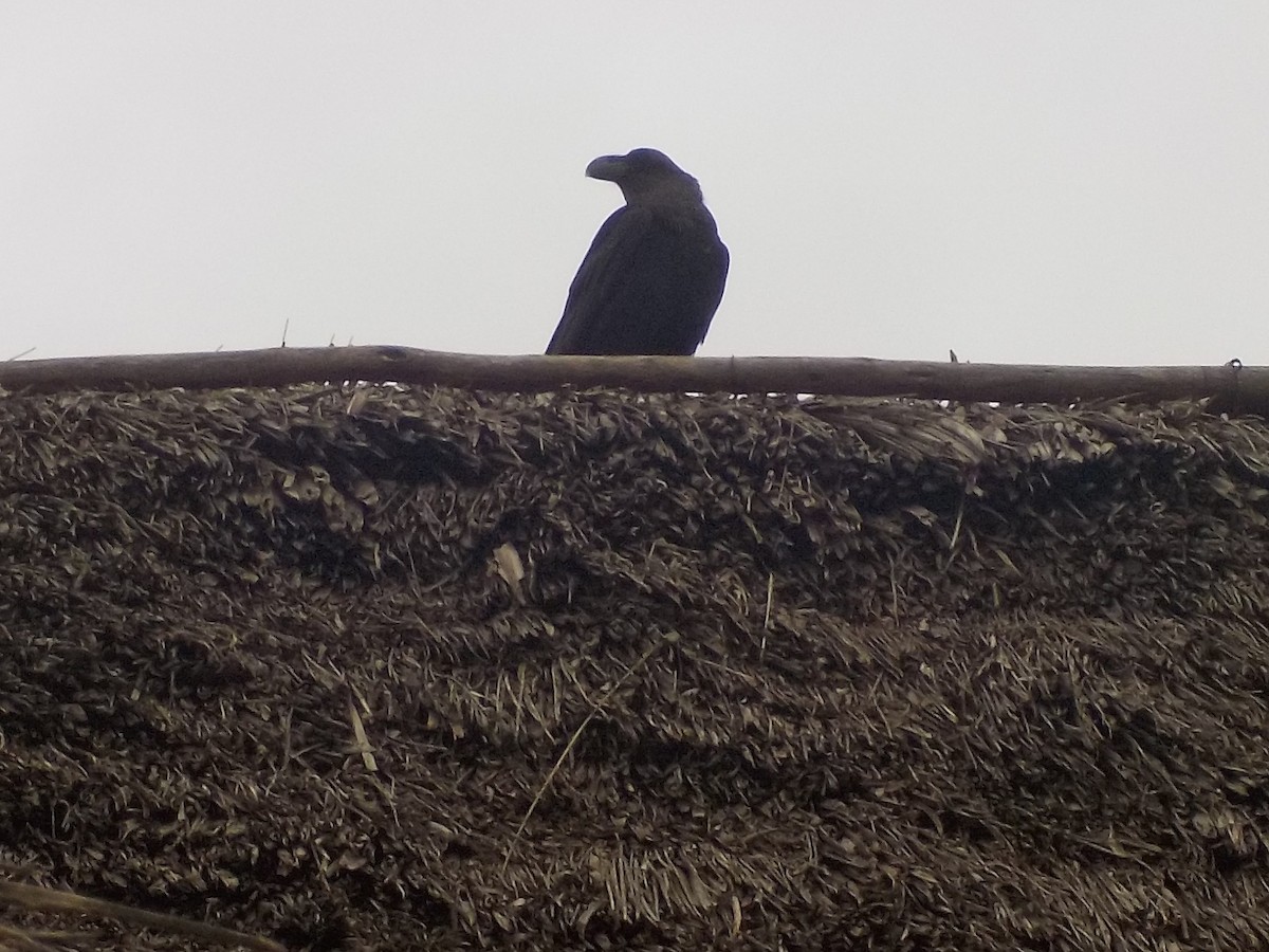 Corbeau à nuque blanche - ML180168671