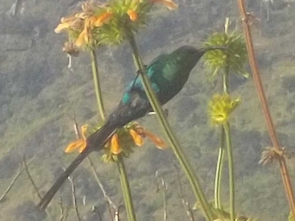 Malachite Sunbird - ML180168721