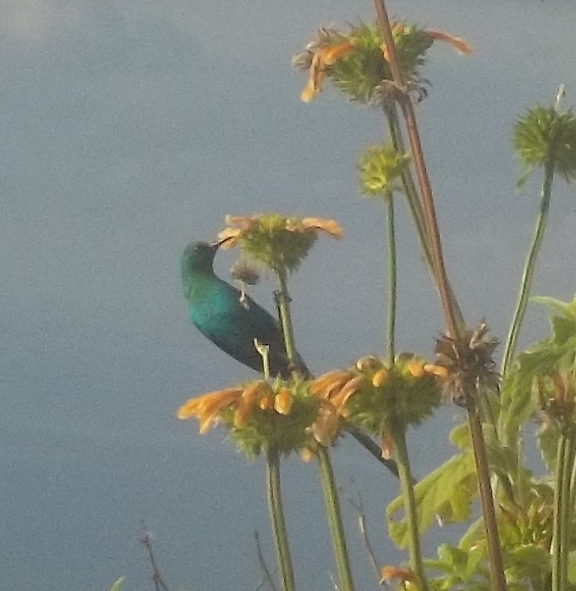 Malachite Sunbird - ML180168741