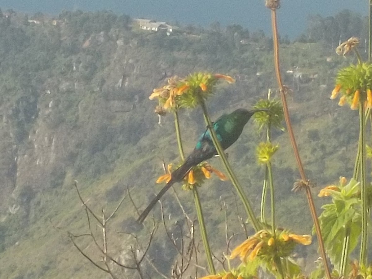 Malachite Sunbird - River Ahlquist