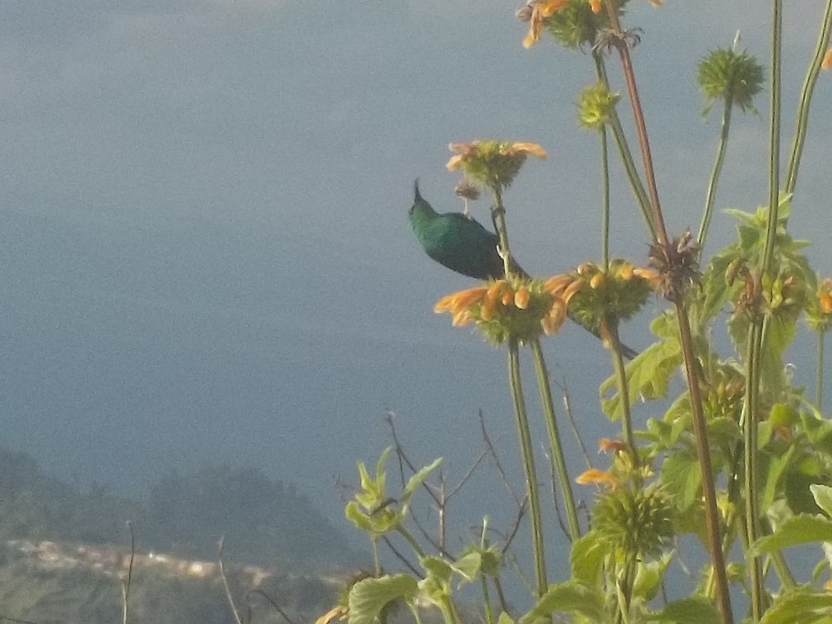 Malachite Sunbird - ML180168771