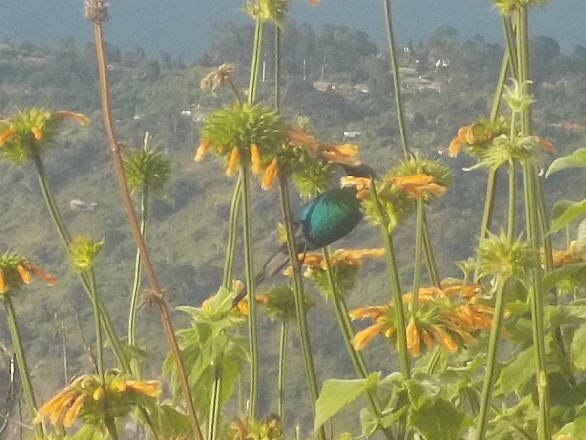 Malachite Sunbird - ML180168781