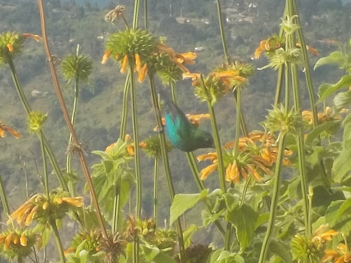 Malachite Sunbird - ML180168791