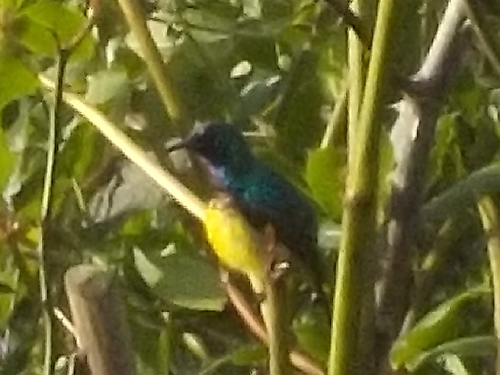 Variable Sunbird - ML180168801