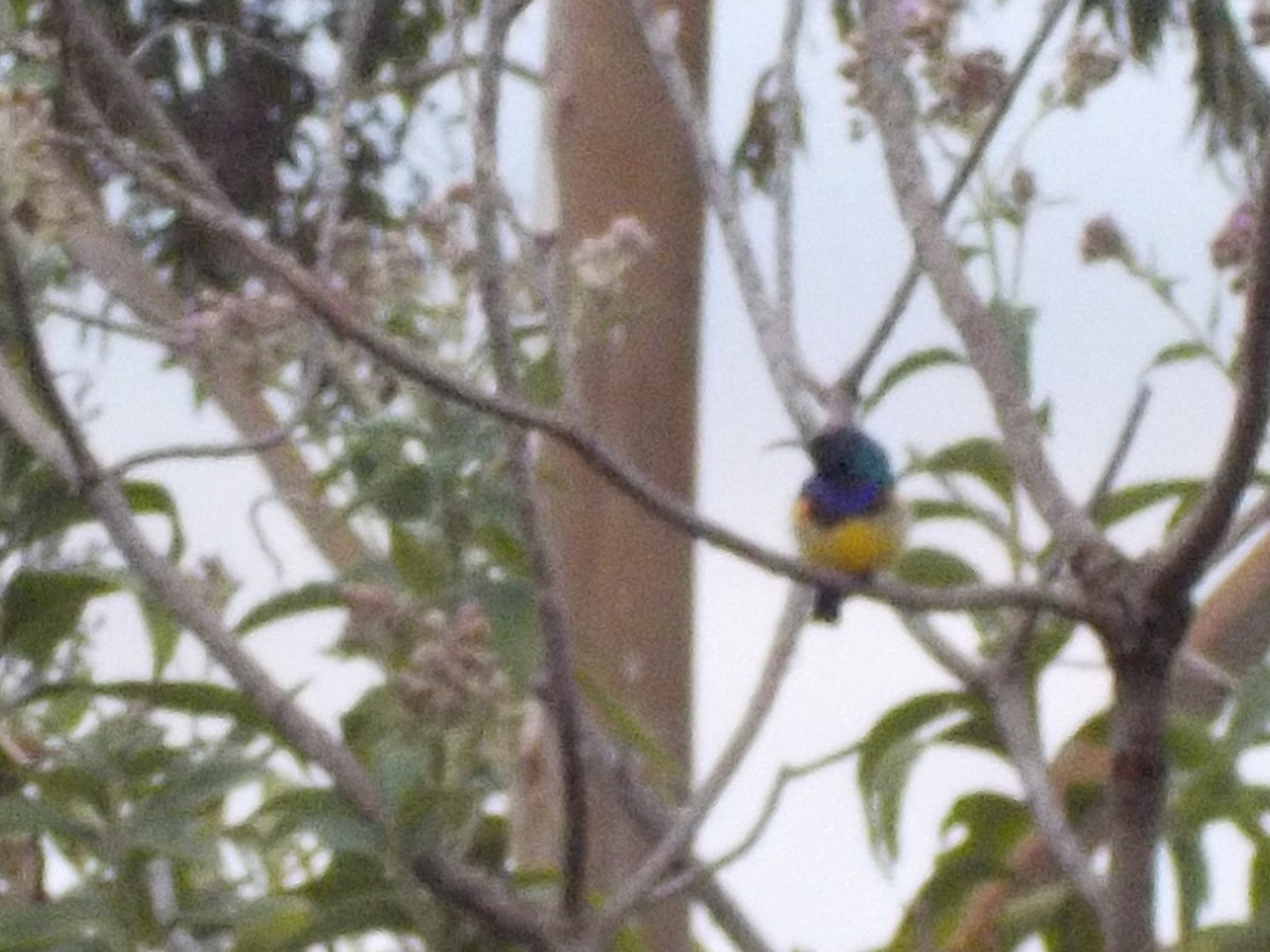 Variable Sunbird - ML180168821