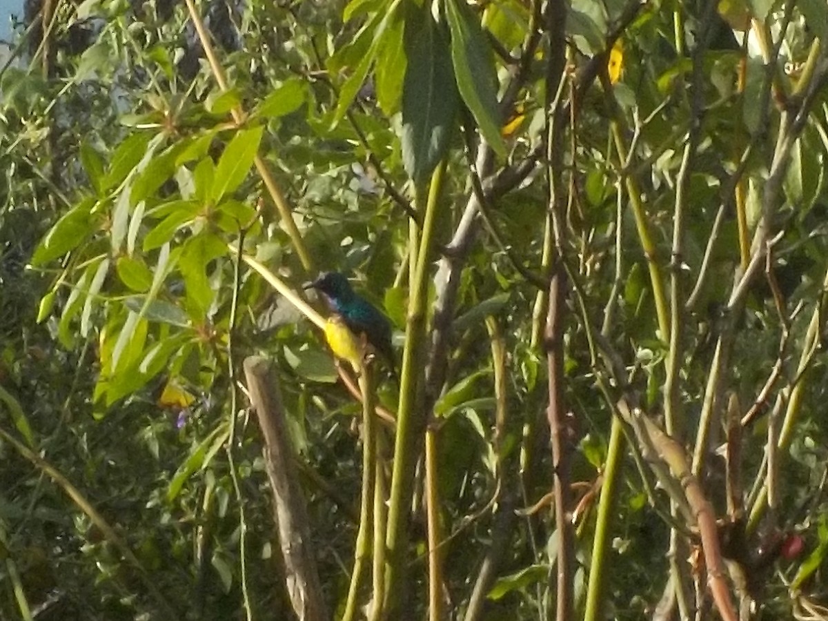 Variable Sunbird - ML180168831