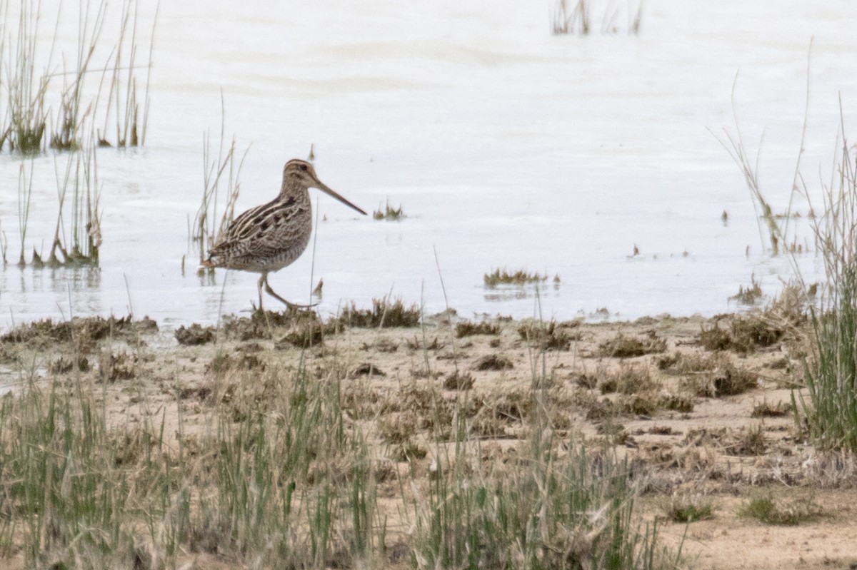 Latham's Snipe - Tom Feild