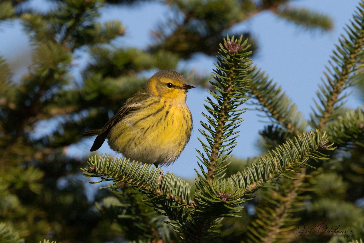 Cape May Warbler - ML180173411