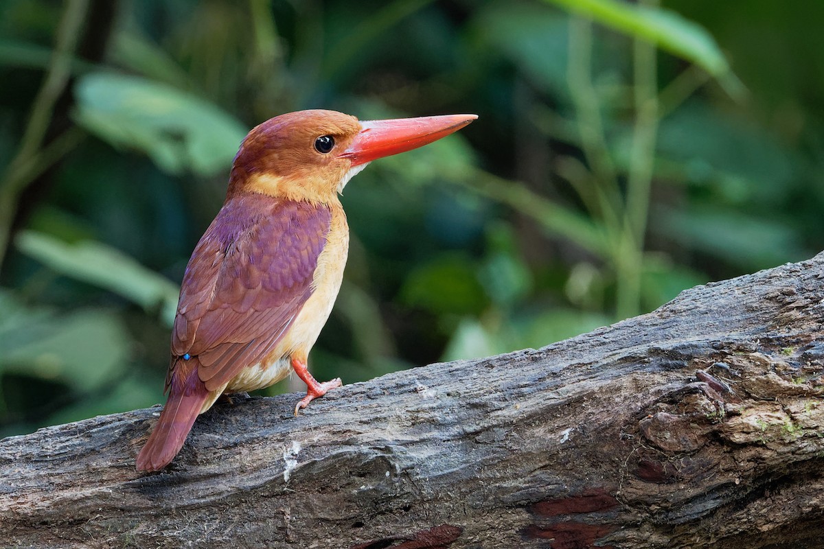 Ruddy Kingfisher - ML180174391
