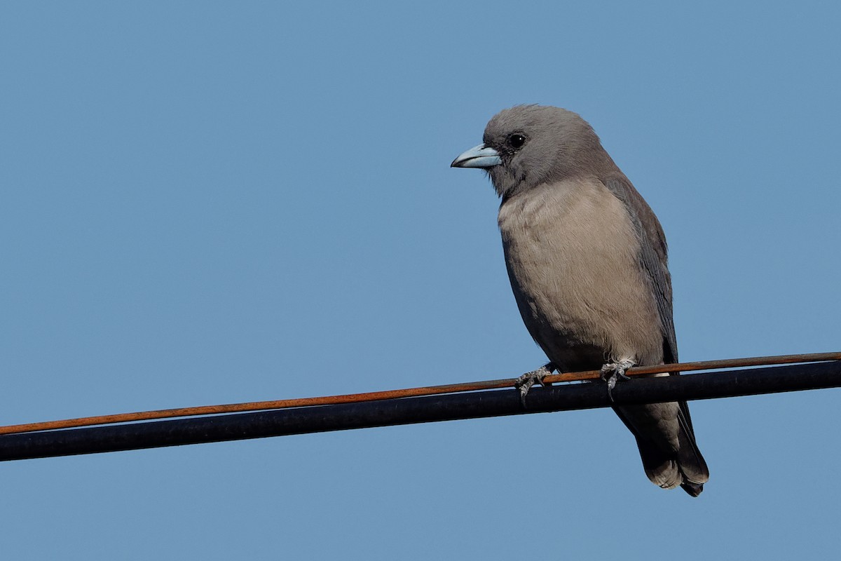 Ashy Woodswallow - Vincent Wang