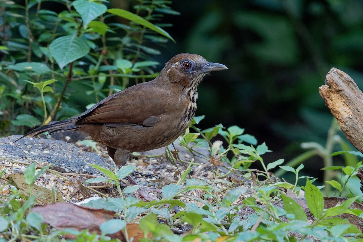 Spot-breasted Laughingthrush - Vincent Wang