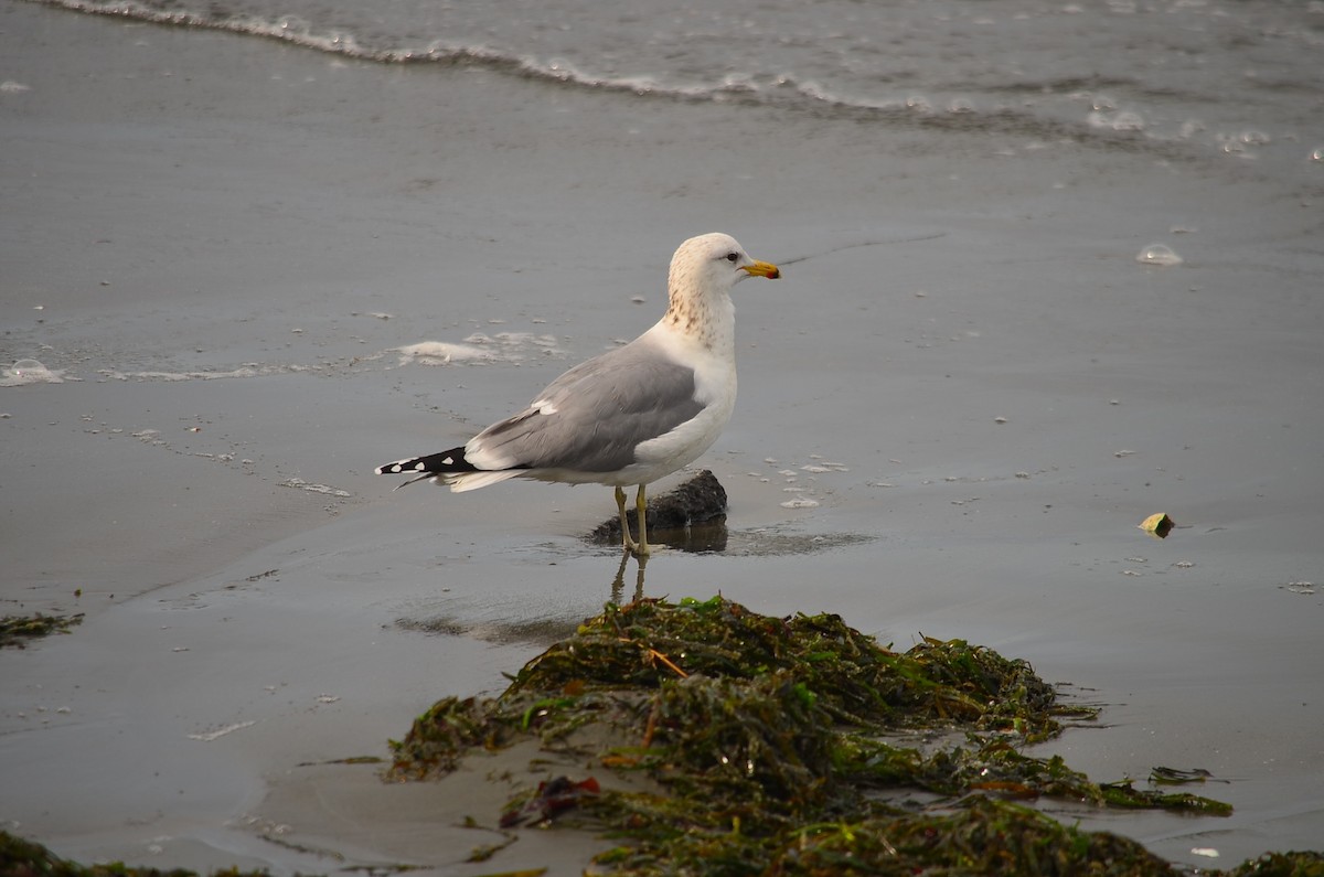 California Gull - ML180174961