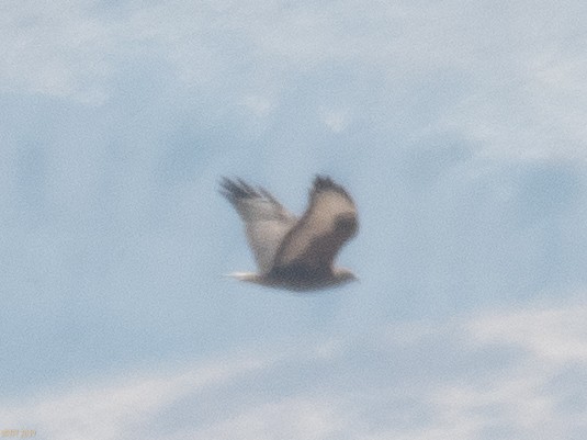 Long-legged Buzzard - ML180177041