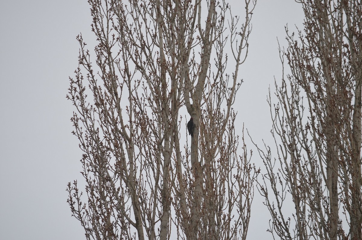 Red-breasted Sapsucker - ML180177271