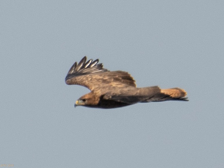 Long-legged Buzzard - ML180177821