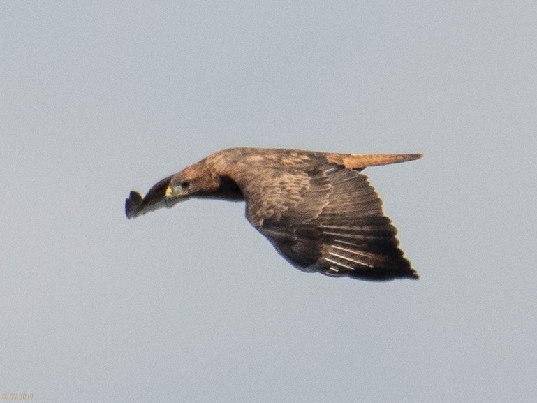 Long-legged Buzzard - ML180177831