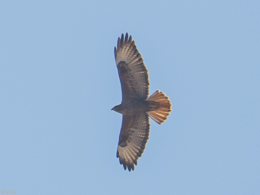 Long-legged Buzzard - ML180178141