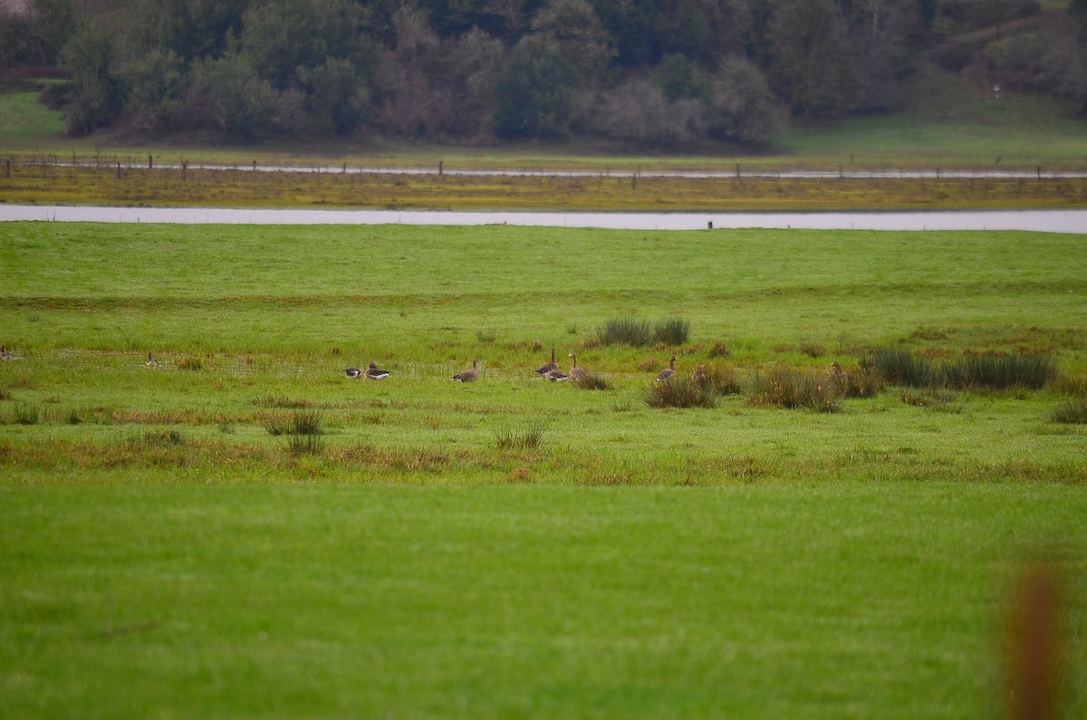 Greater White-fronted Goose - ML180178481